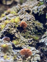 Phaeomarasmius rimulincola