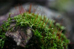 Amblystegium serpens