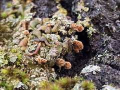 Phaeomarasmius rimulincola