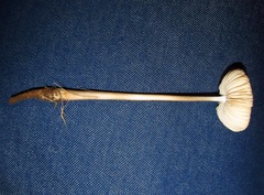 Oudemansiella megalospora