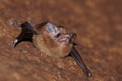 Emballonuridae