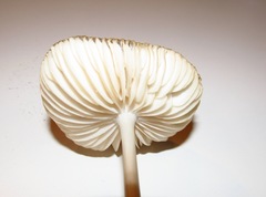Oudemansiella megalospora