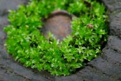 Ptychostomum capillare