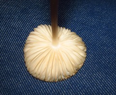 Oudemansiella megalospora