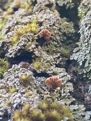 Phaeomarasmius rimulincola