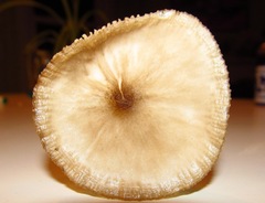 Oudemansiella megalospora