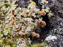 Phaeomarasmius rimulincola