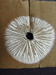 Oudemansiella megalospora