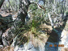 Dasylirion quadrangulatum