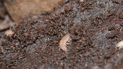 Chaetophiloscia sicula