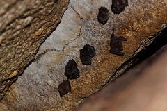 Emballonuridae