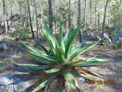 Agave gentryi