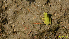 Hyla suweonensis