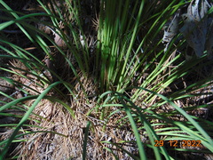 Dasylirion quadrangulatum