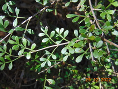 Zanthoxylum fagara