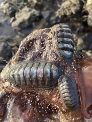 Ischnochiton australis