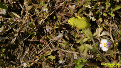 Hyla suweonensis
