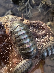 Ischnochiton australis