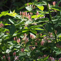 Lonicera tatarica