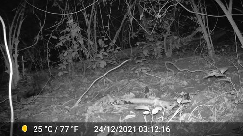 Crested Porcupine