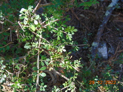 Zanthoxylum fagara