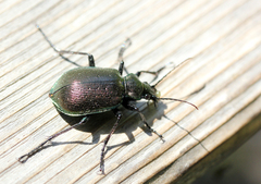 Calosoma inquisitor