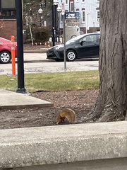 Sciurus niger