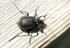 Calosoma inquisitor