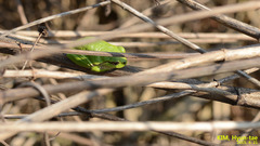 Hyla suweonensis