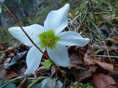Helleborus niger