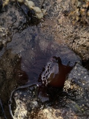 Isanemonia australis