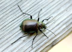 Calosoma inquisitor