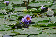 Nymphaea nouchali