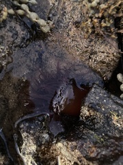 Isanemonia australis