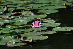 Nymphaea rubra