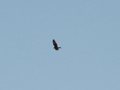 Circus aeruginosus