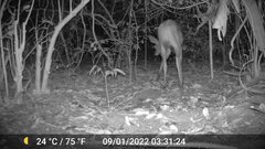 Tragelaphus scriptus