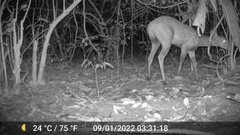 Tragelaphus scriptus