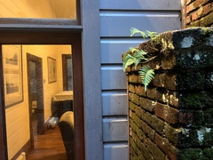 Polypodium calirhiza