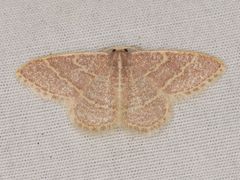 Chlorochlamys appellaria