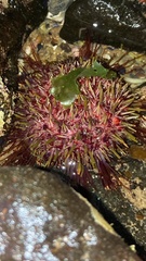 Heliocidaris erythrogramma