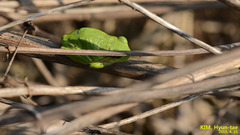 Hyla suweonensis