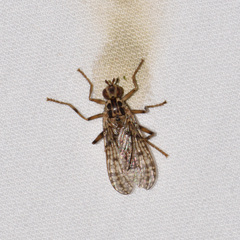 Boreothrinax maculipennis