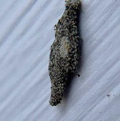 Phereoeca uterella