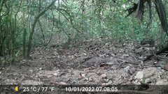 Himantornis haematopus