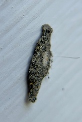 Phereoeca uterella