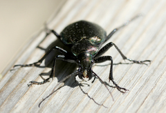 Calosoma inquisitor