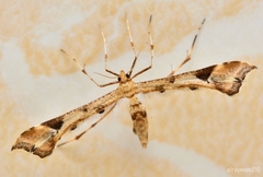 Platyptilia