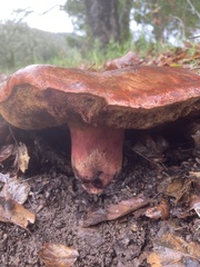 Boletus regineus