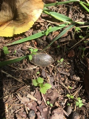 Appasus japonicus
